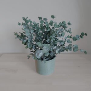 Eucalyptus Haven