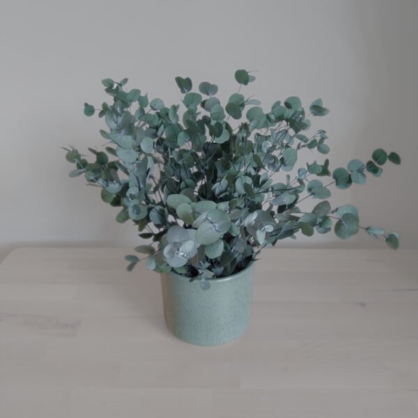 Eucalyptus Haven