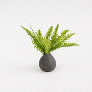 Fern Haven