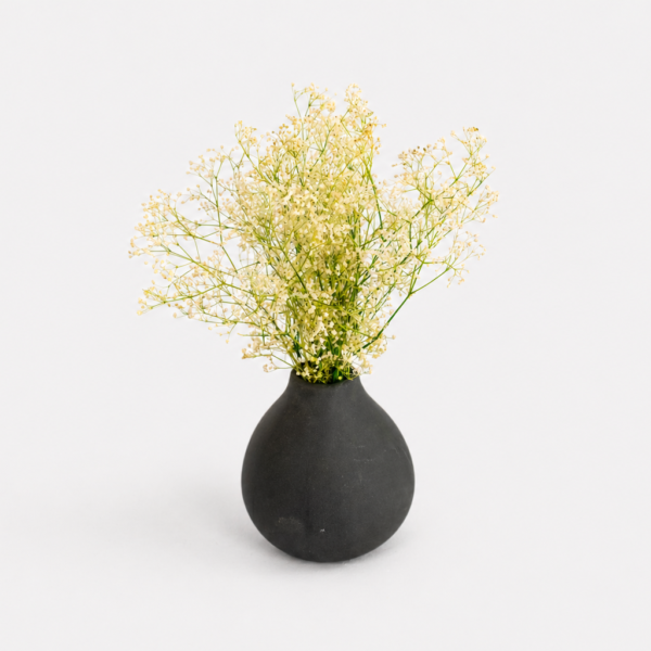 Gypsophila Breeze