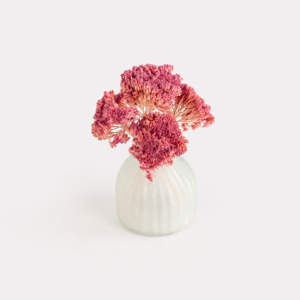 Petite Achillea